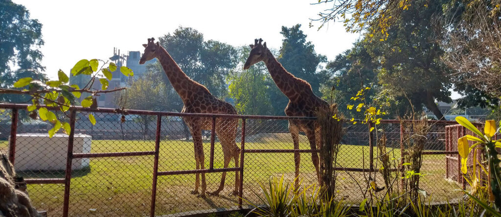 Bahawalpur Zoo