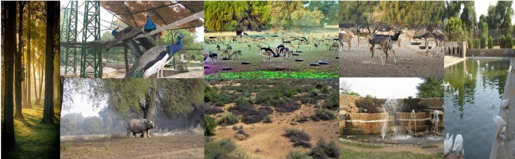 Lal Suhanra National Park Bahawalpur