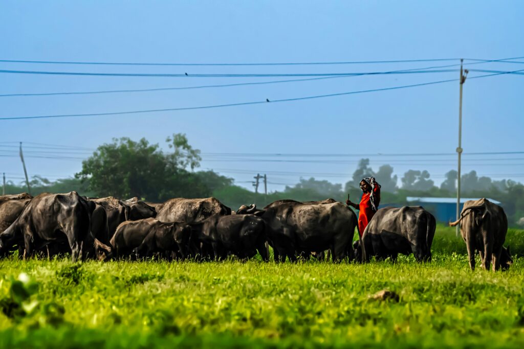Green punjab